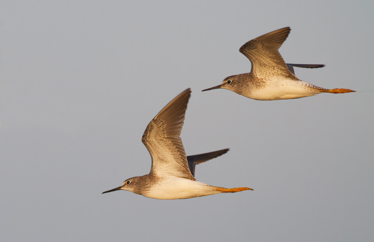 Lesser yellow legs