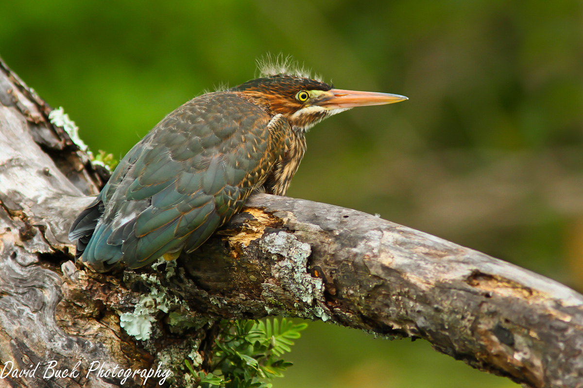 Young Green Heron