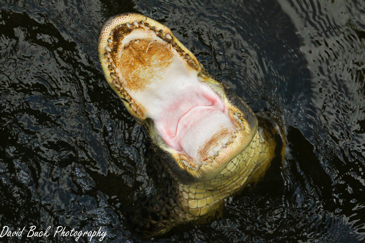 Hungry Gator