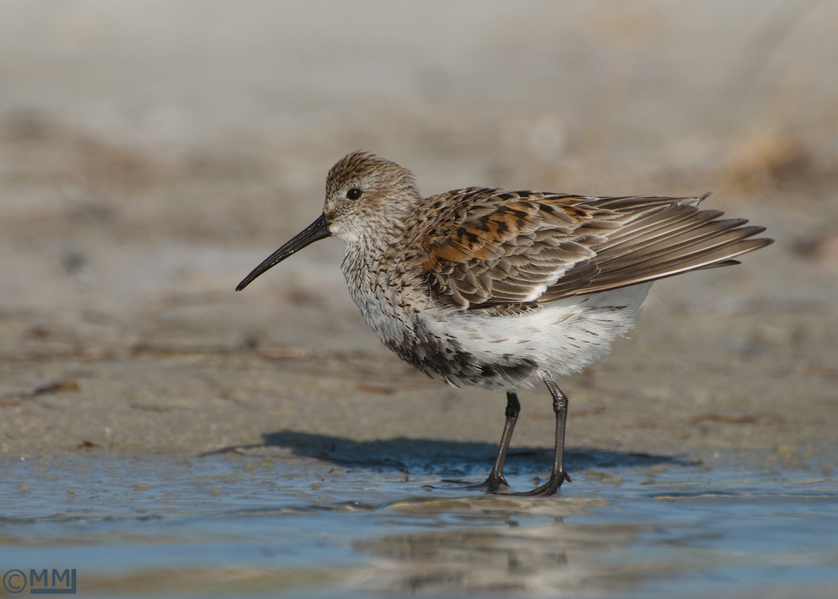 Dunlin