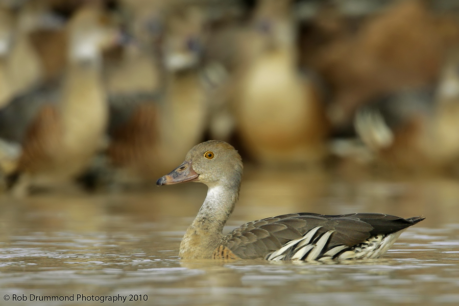 Plumed Whistling Duck
