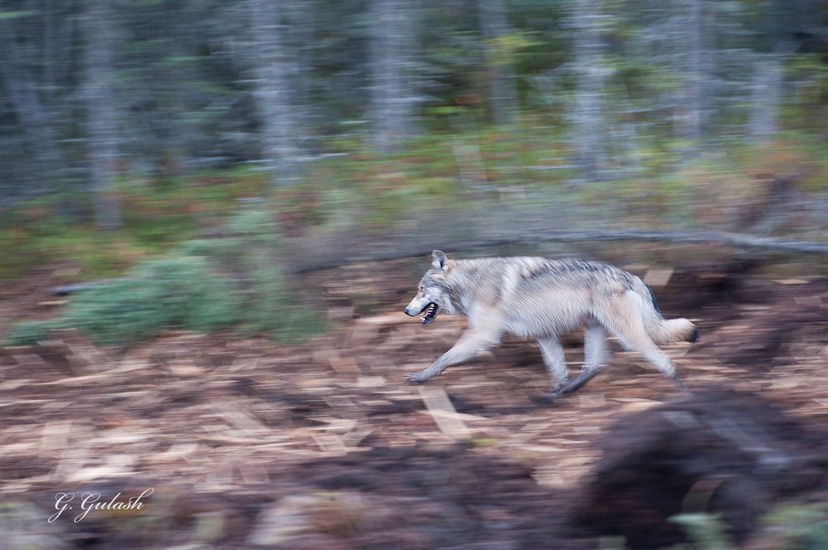 Gray Wolf (open season)