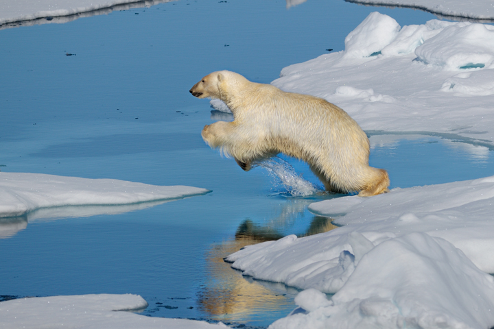Polar Bear