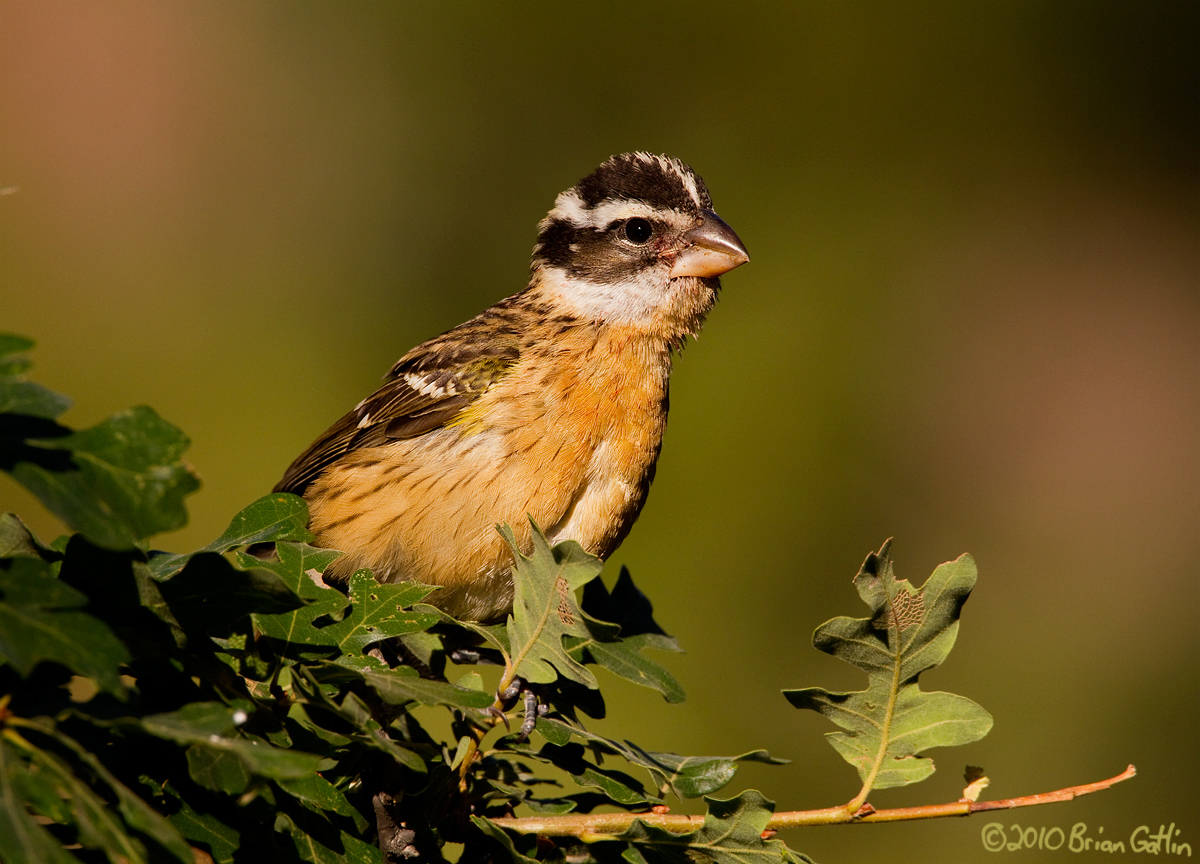 Black-headed Grosbeak