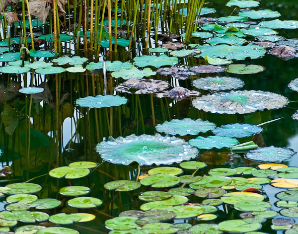Variations on a Pond