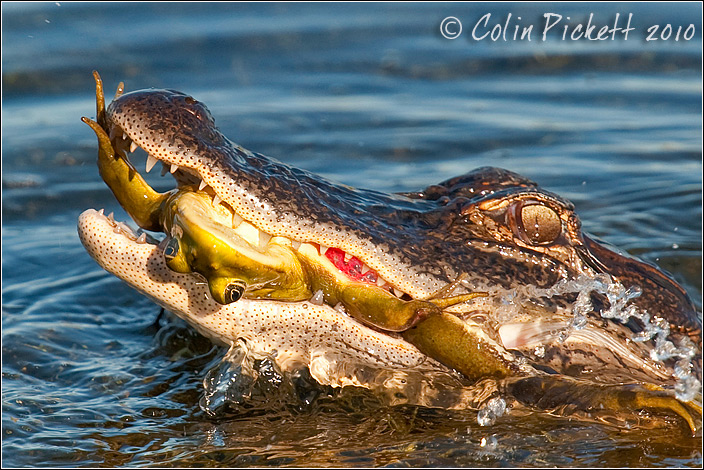 Alligator with lunch