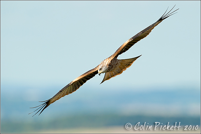 Juvenile Red Kite