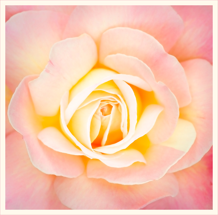 A Rose + Repost