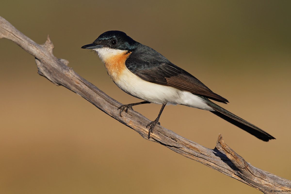 Restless Flycatcher