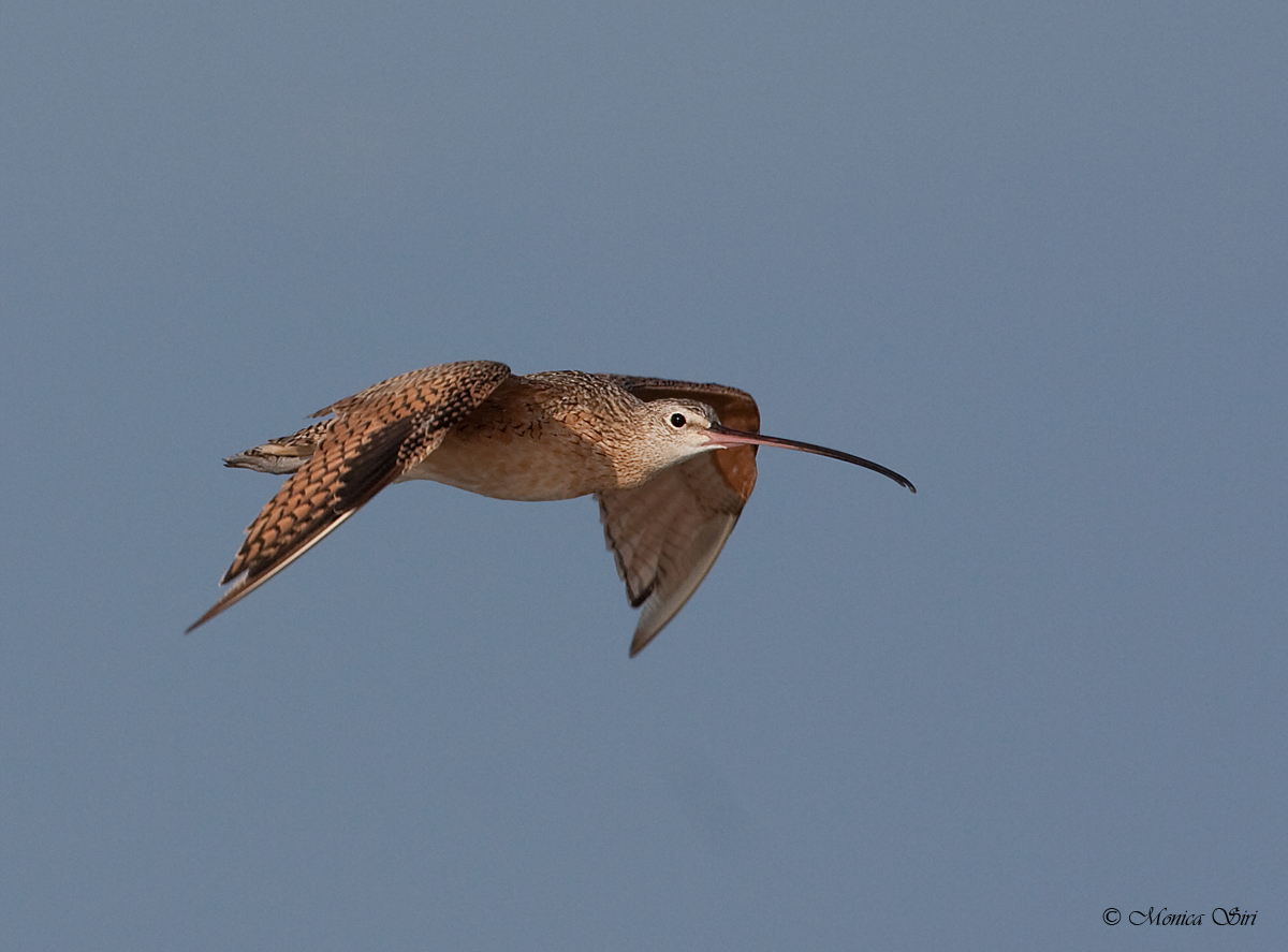 Long-billed Curlew
