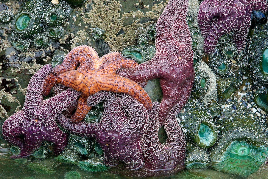Sea Stars