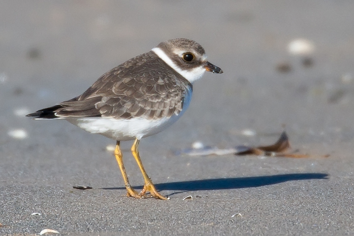 Semipalmated Plover