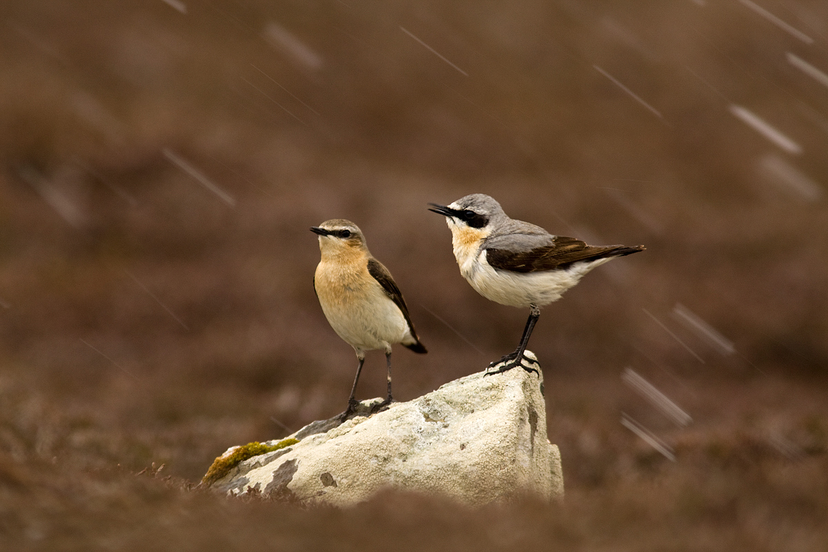 Wheatears in snow
