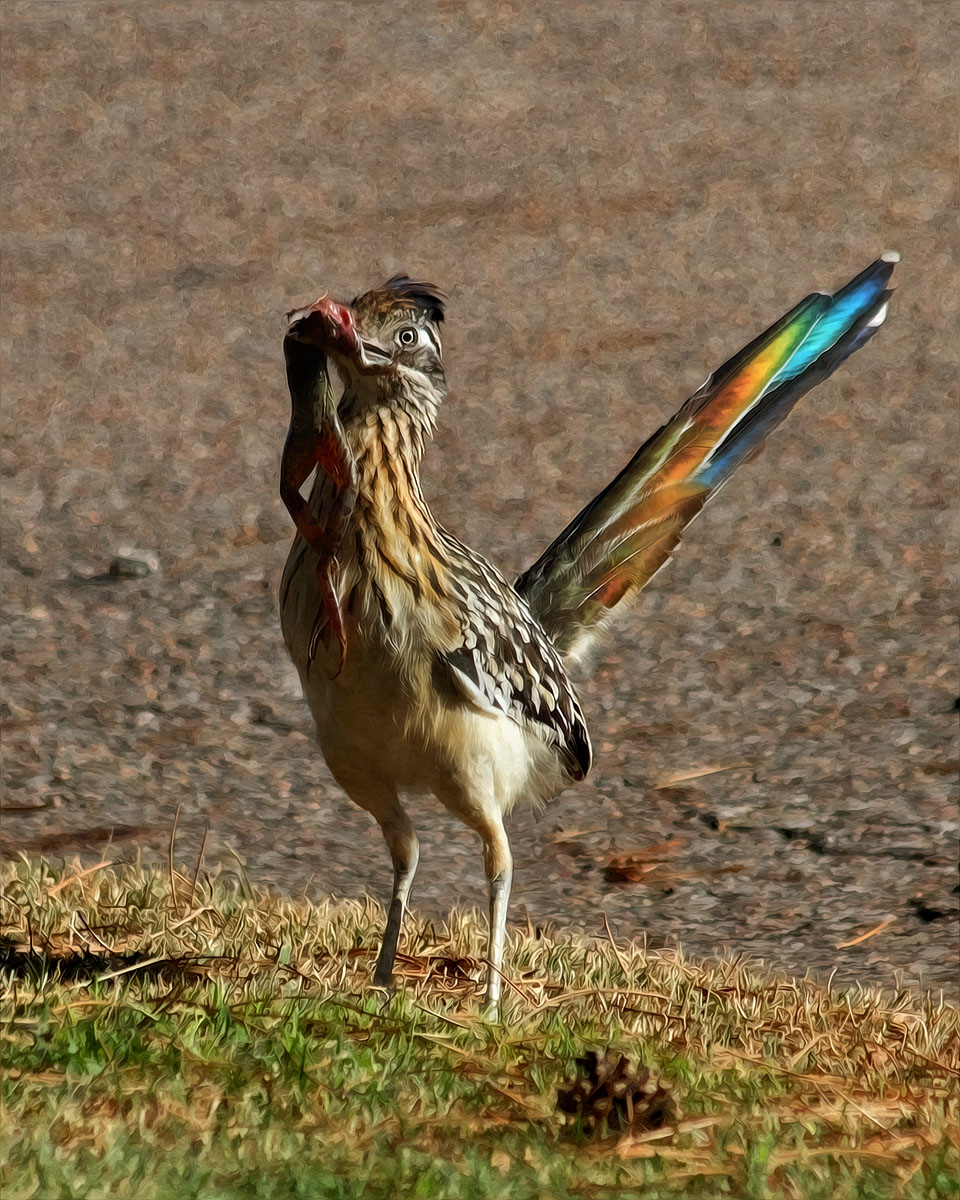 Roadrunner art