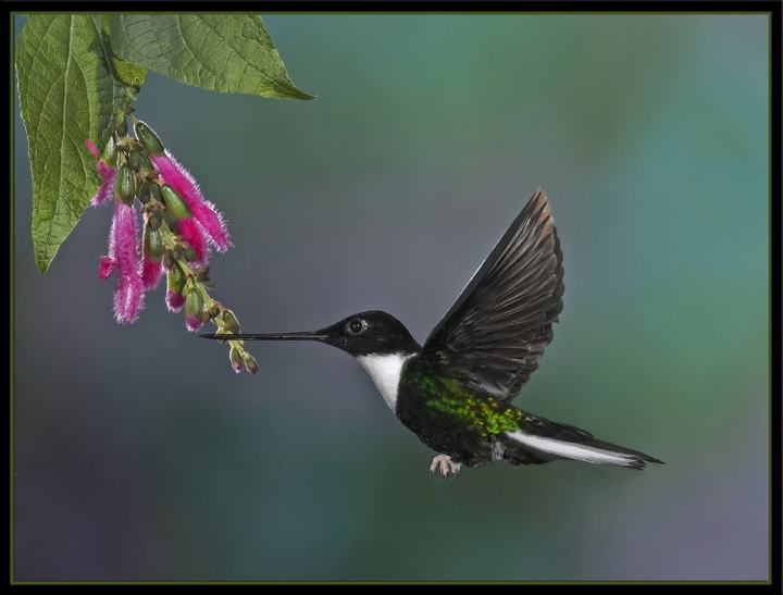 Collared Inca Hummer