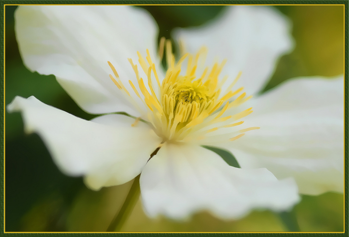 Clematis 