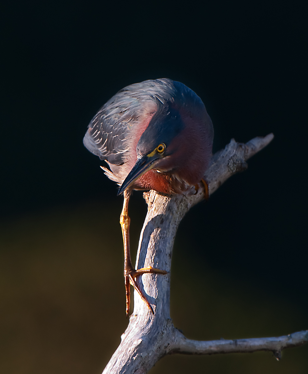Green Heron