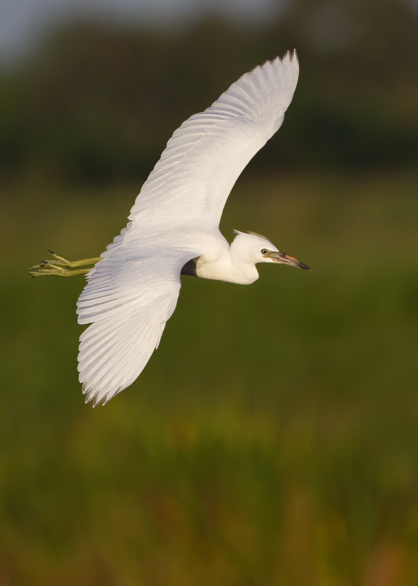 Little blue heron