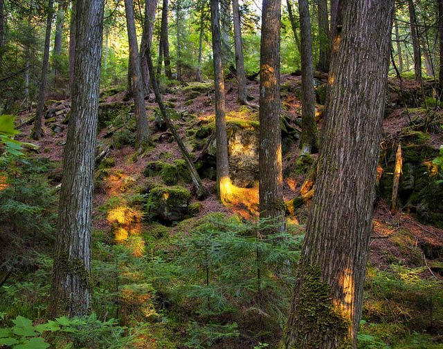 Dense Forest at Sunset