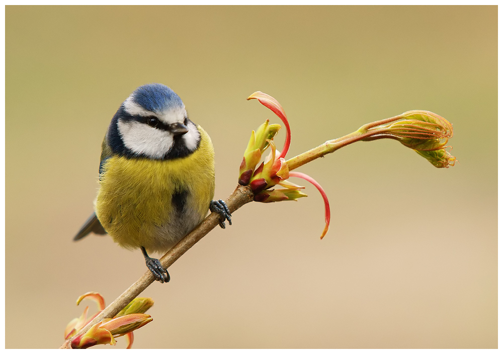 Blue Tit