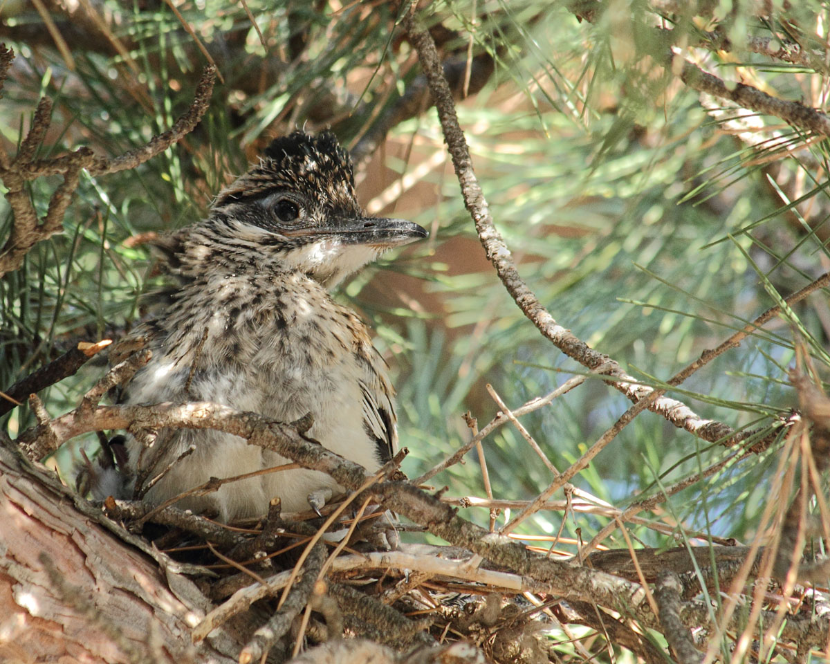 Roadrunner nestling