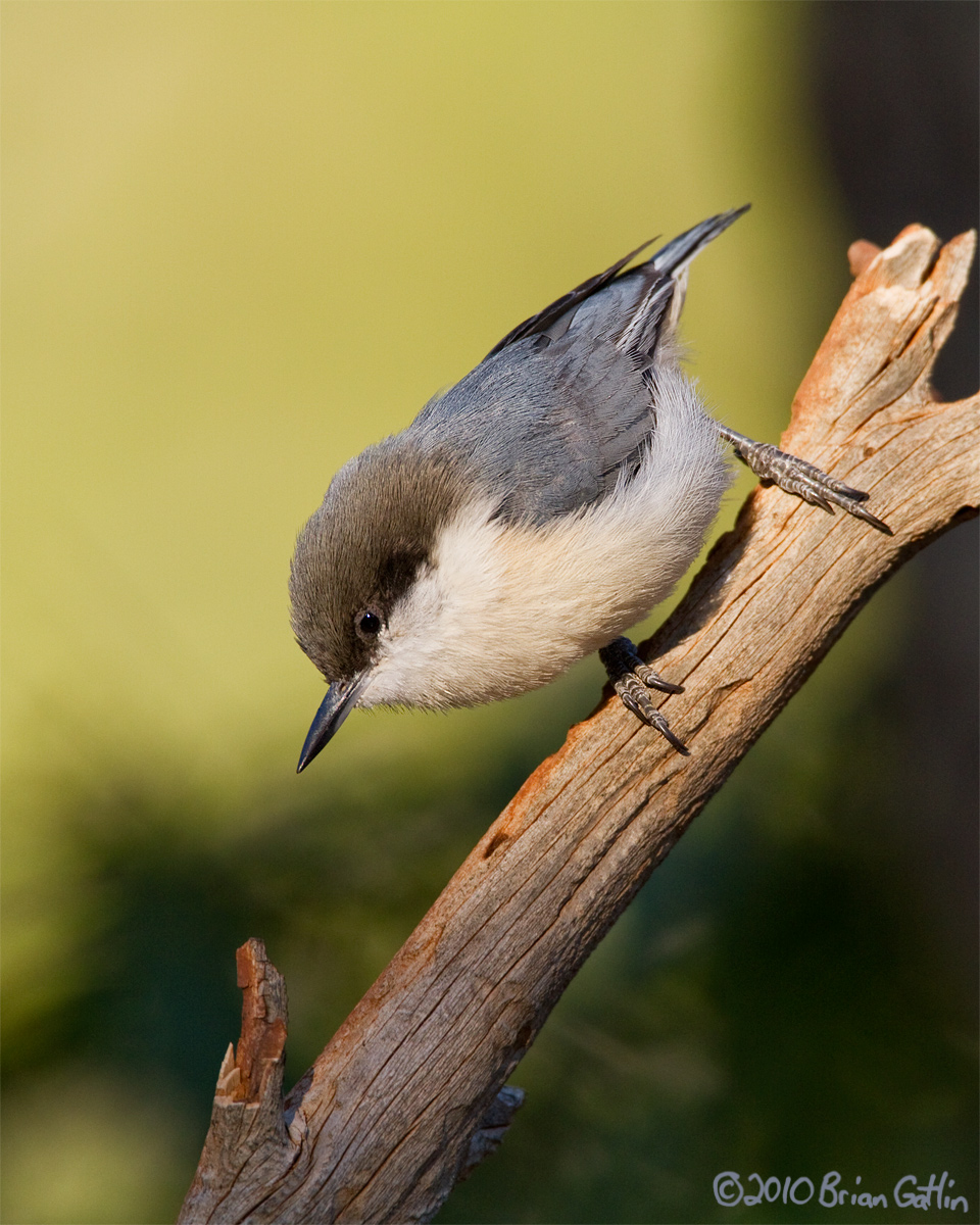 Pygmy Nuthatch
