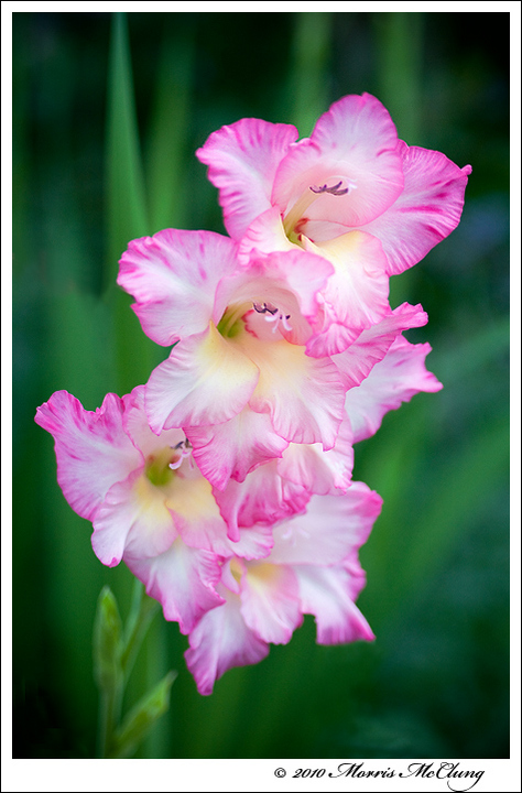 Beauty upon beauty