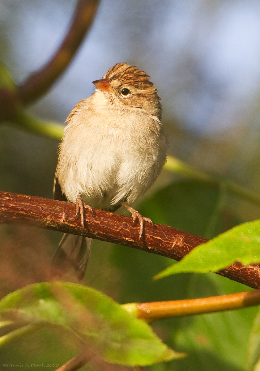 Chipping Sparrow