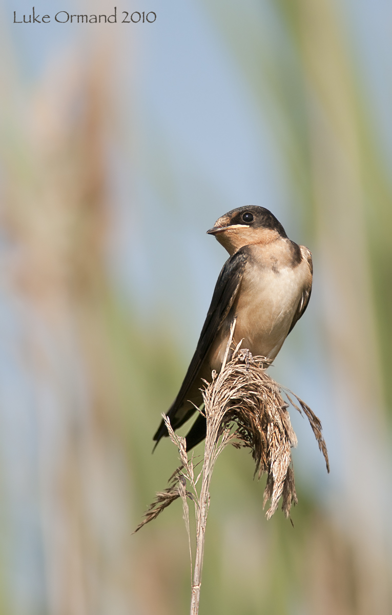Barn Swallow