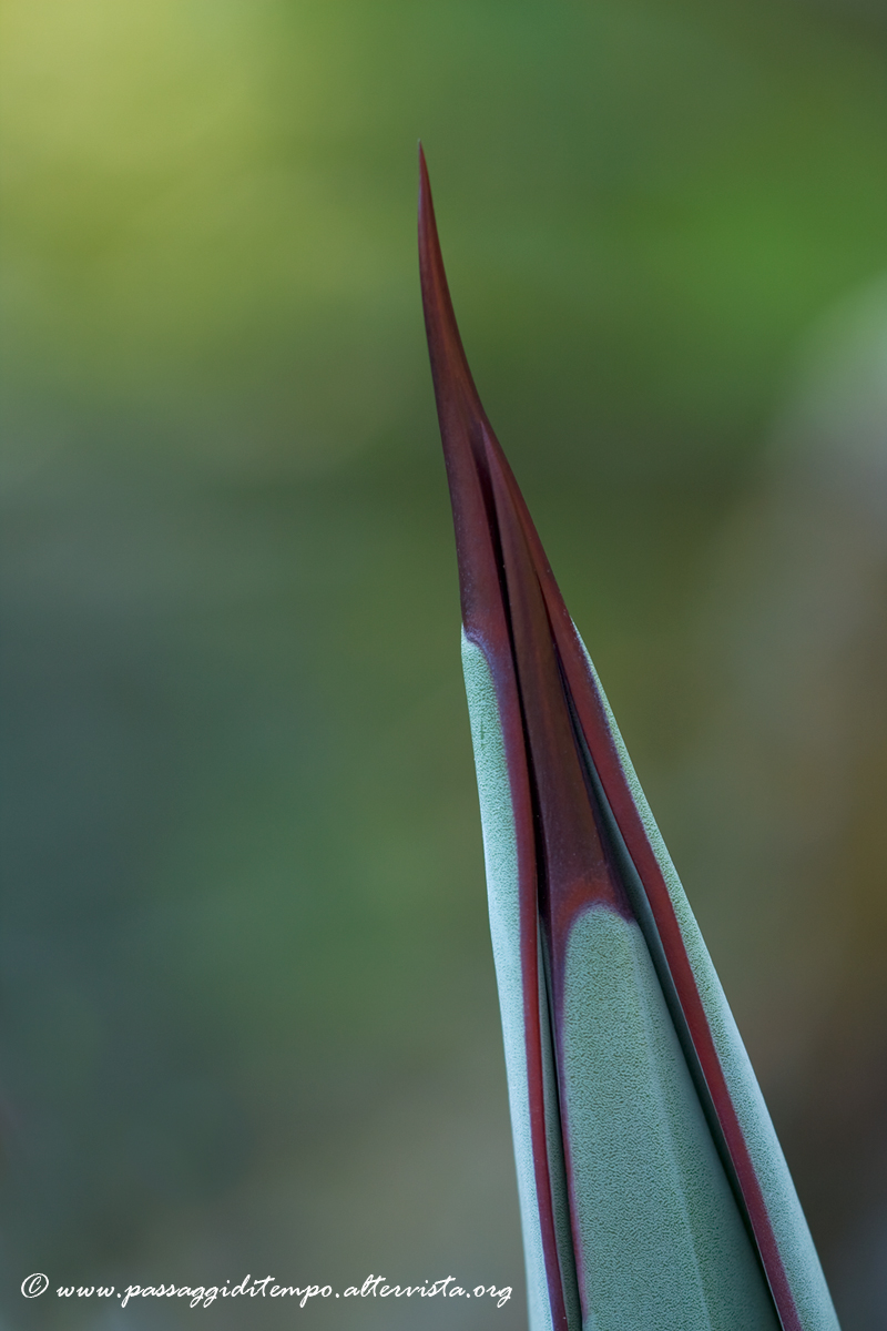 Agave