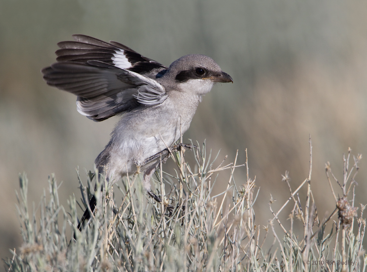 Loggerhead Shrike