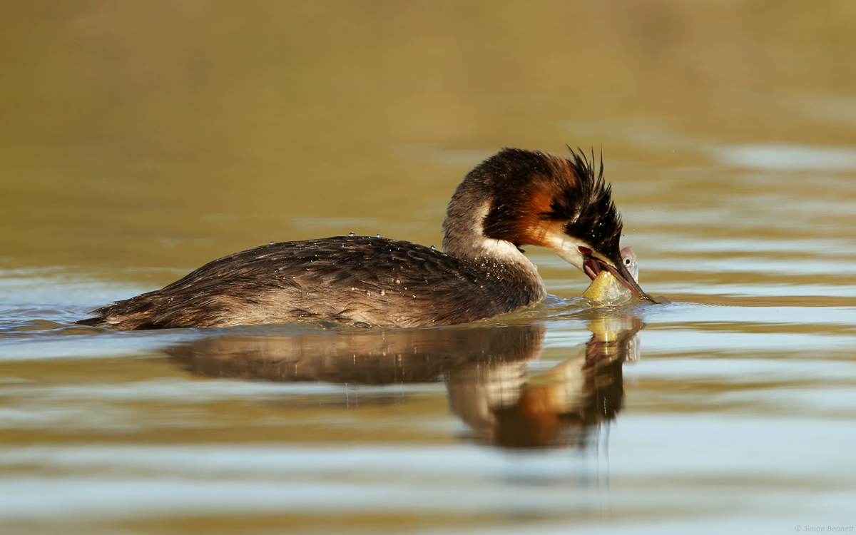 Great Crested Grebe II