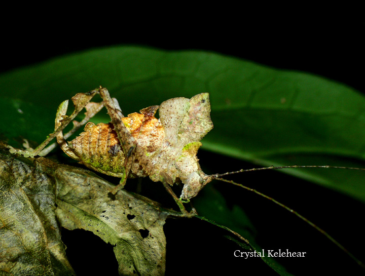 Katydid from Ecuador