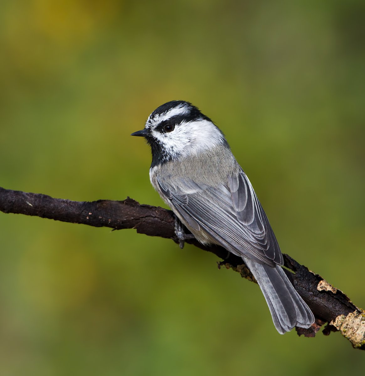 Mountain Chickadee