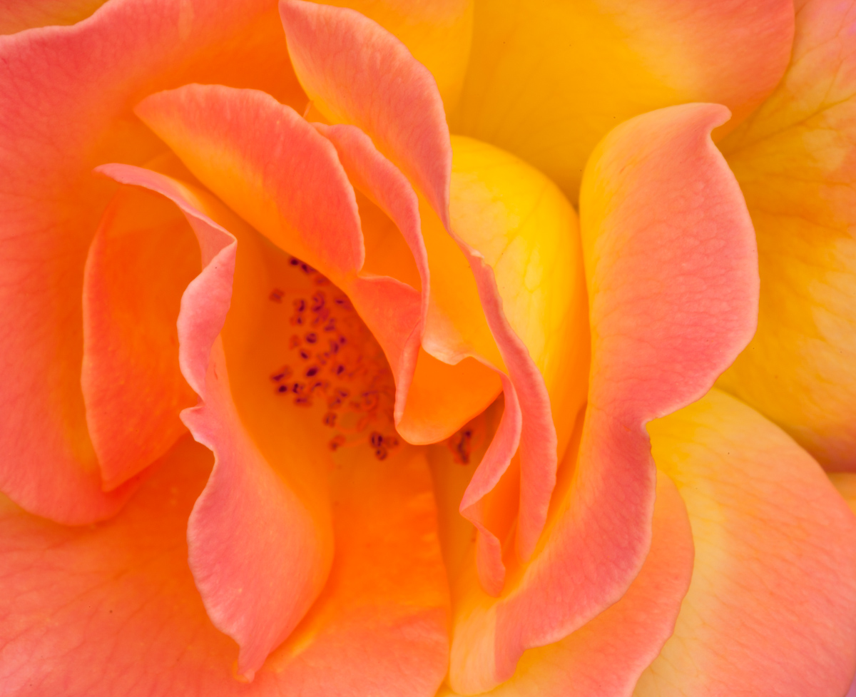 Portland Rose Garden_2