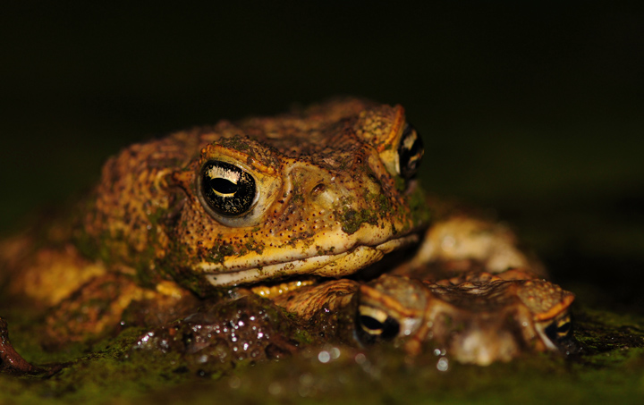 Amplexing cane toads