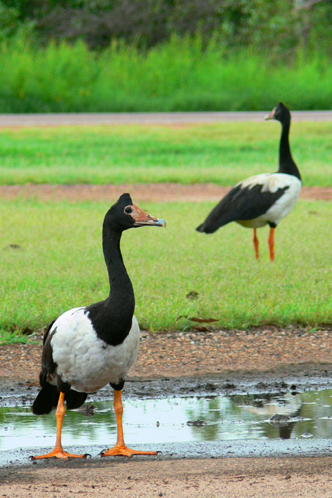 Magpie Geese