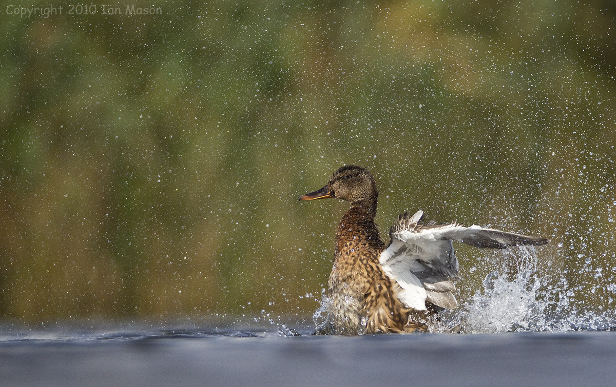 Water off a duck's back