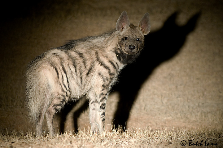Lone Striped Hyena