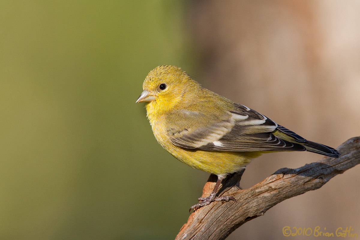 Lesser Goldfinch