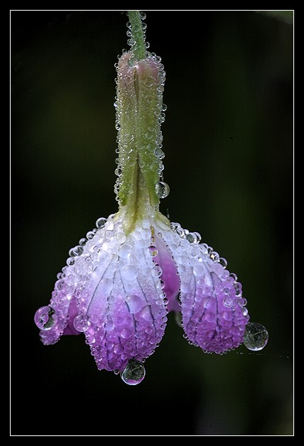 Radish flower - honest