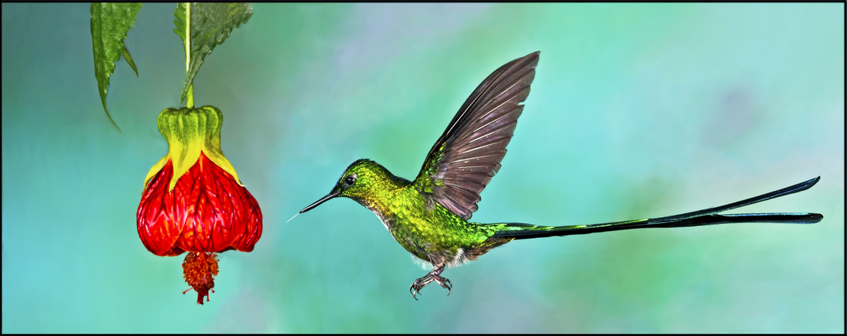 Violet-Tailed Sylph