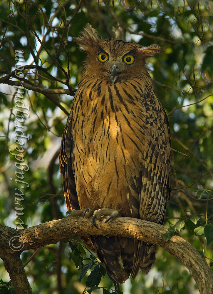 Eagle Owl