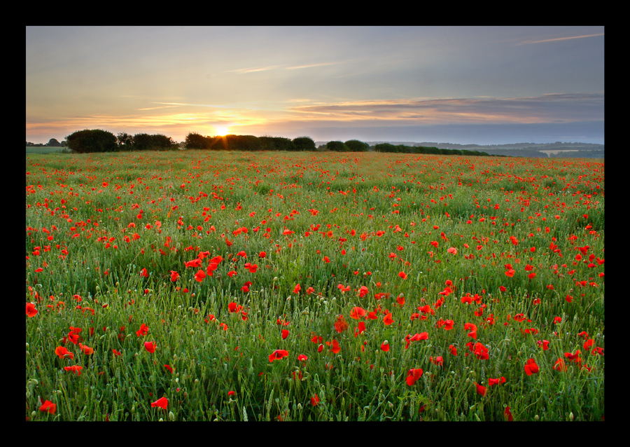 Poppy - 3 + repost