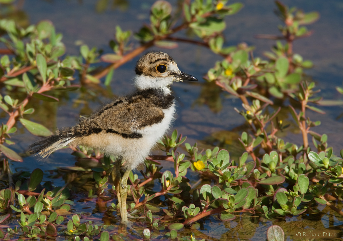 Killdeer