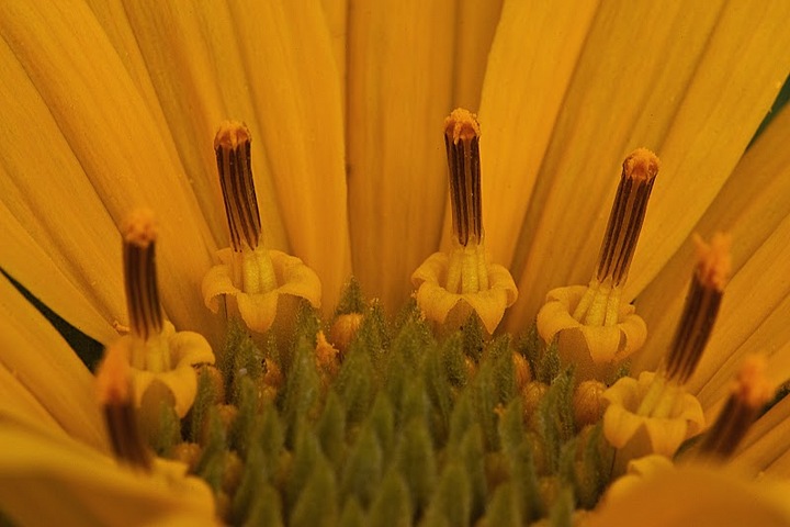 Mule  Ear up close