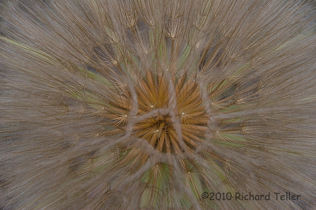 Flower in Seed