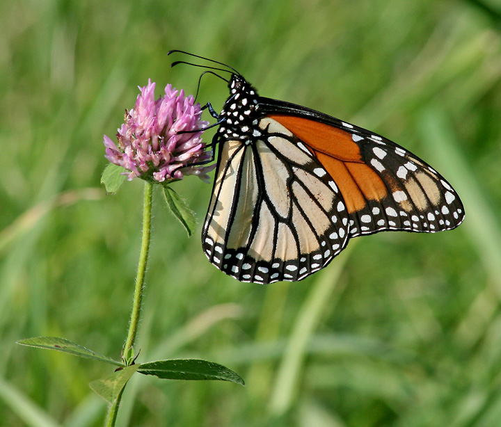 Monarch Butterfly