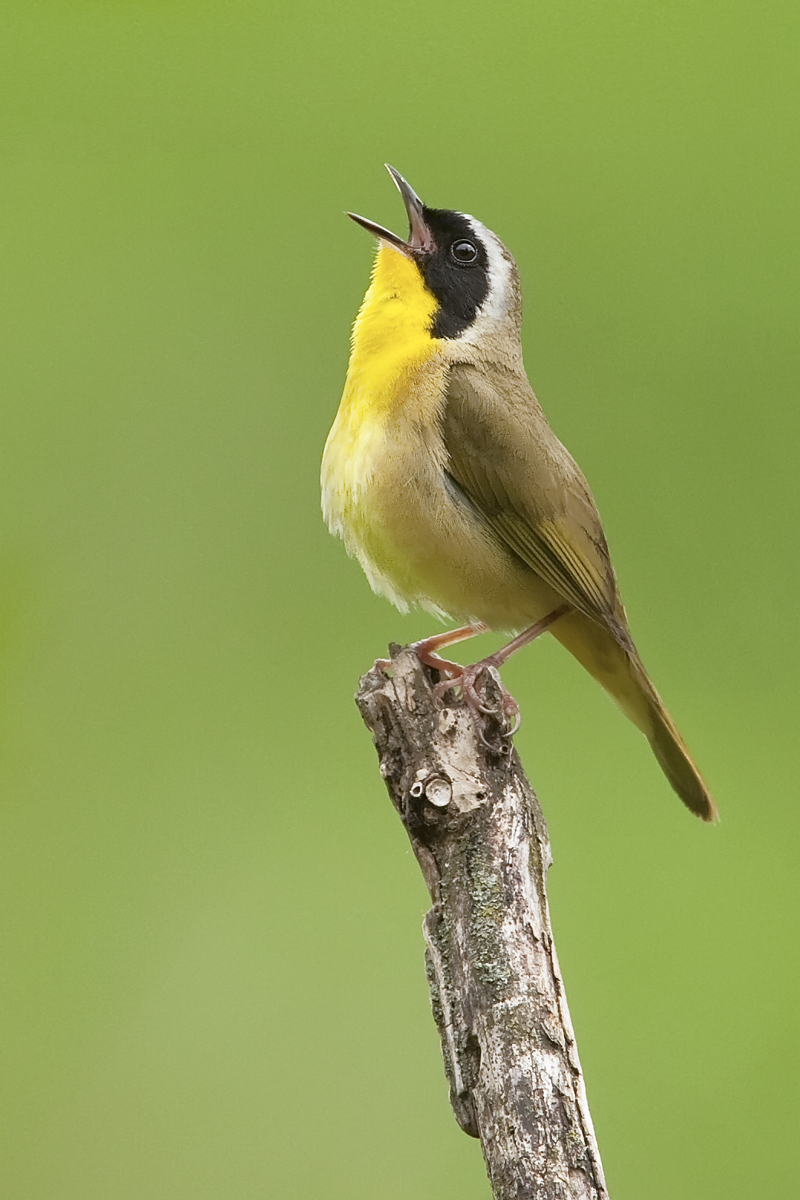 Comm. Yellowthroat & repost