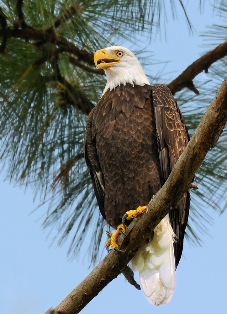 Bald Eagle's are back...
